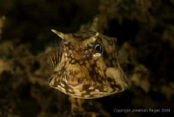 A thorny-back cowfish swimming in the middle of Sydney Ha... by Jonathan Regan 